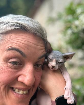 Sphynx gatto pelato dolcissimo prezzo shock