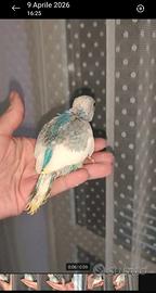 Pappagallino ondulato da imbecco