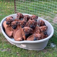 Stupendi cuccioli di Rhodesian Ridgeback