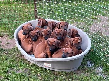 Stupendi cuccioli di Rhodesian Ridgeback