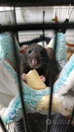 Cuccioli ratto piccolo