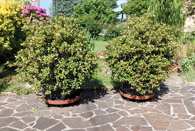 crassula ovata - albero di giada