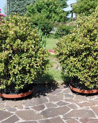crassula ovata - albero di giada