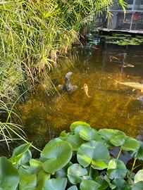 Carpa a specchio butterfly koi