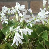 Oxalis triangularis bulbi piante