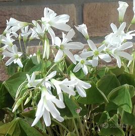 Oxalis triangularis bulbi piante