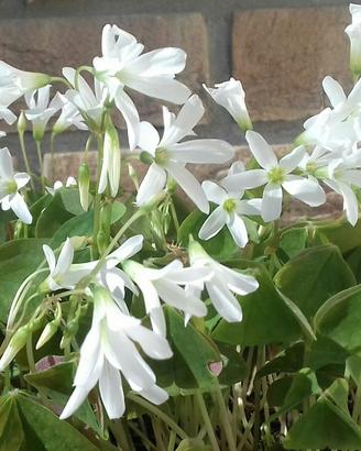 Oxalis triangularis bulbi piante