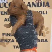 Barboncino mini toy red 2M 2F anche a rate