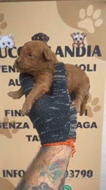 Barboncino mini toy red 2M 2F anche a rate