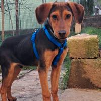 Romeo segugio taglia medio piccola
