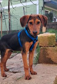 Romeo segugio taglia medio piccola