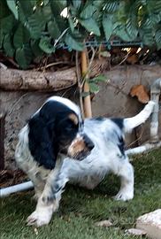 Cocker spaniel tricolore roano