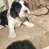 Springer spaniel