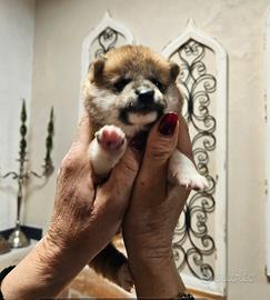 Cucciolo di shiba inu