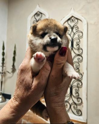 Cucciolo di shiba inu