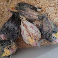 Pappagallo allevato a mano calopsitte