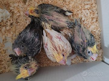 Pappagallo allevato a mano calopsitte