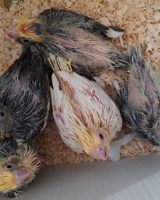 Pappagallo allevato a mano calopsitte