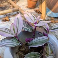 Pianta Tradescantia Nanouk talee