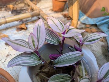 Pianta Tradescantia Nanouk talee