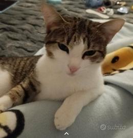 Gattina dolcissima
