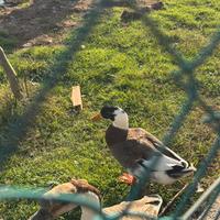 Germano maschio adulto