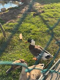 Germano maschio adulto