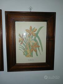 Orchidea Tigre