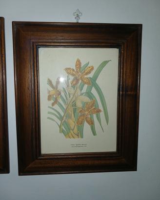 Orchidea Tigre