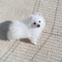 Spitz volpino