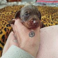 Cuccioli di bassotto nano