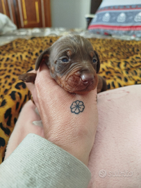 Cuccioli di bassotto nano