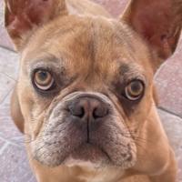 Bulldog francese