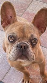 Bulldog francese