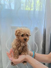 Cucciolo Barboncino mini toy