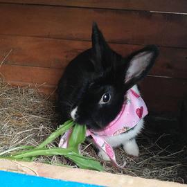 Coniglietto nano femmina