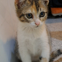 Carinissima gattina di circa 2 mesi in adozione