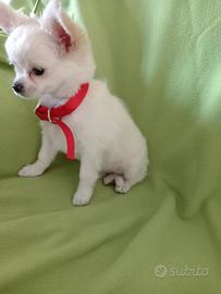 cucciola chihuahua 