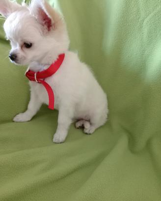 cucciola chihuahua 