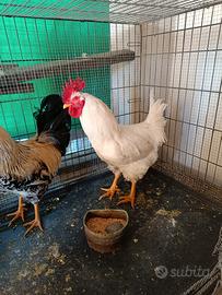 Gallo bianco 8 mesi
