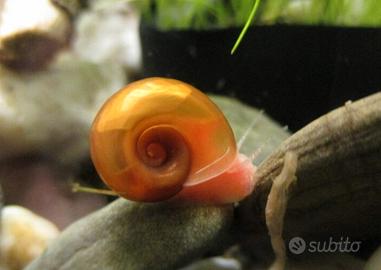 Lumache acquario con acqua dolce