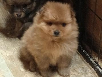 Spitz tedesco piccolo