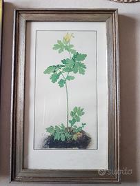 Stampa artistica fac-simile di Albrecht Dürer