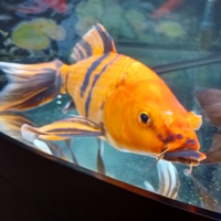 Butterfly Koi giapponese con certificato