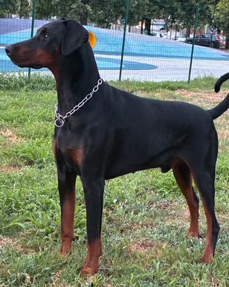 Dobermann disponibile per monta