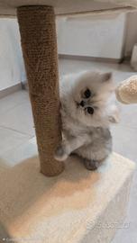 Cuccioli gatti persiano chichilla silver