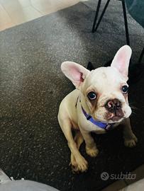Bulldog francese