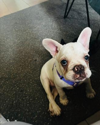 Bulldog francese