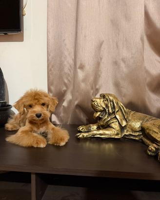 Maltipoo toy
