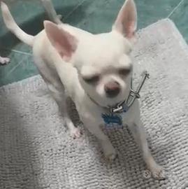 Magnifico stalloncino di chihuahua